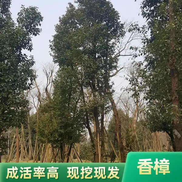 从生香樟 从生香樟基地 从生香樟供应商