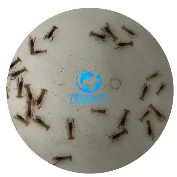 湖北襄阳澳洲龙虾鱼苗/襄阳澳洲龙虾鱼苗养殖批发/澳洲淡水龙虾鱼苗多少钱