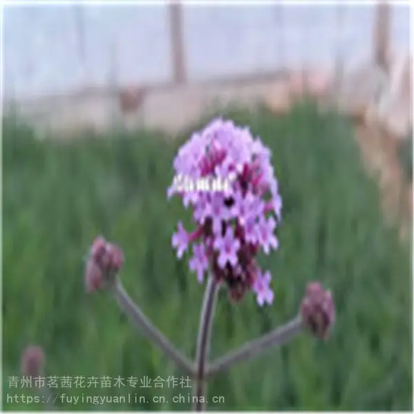 马鞭草苗销售，马鞭草杯苗，马鞭草育苗基地