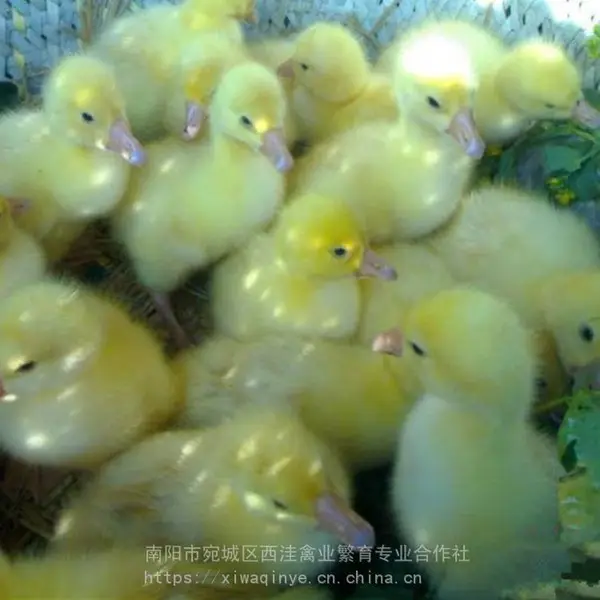 大种鹅苗,那有卖鹅苗的,鹅苗养殖技术,鹅苗养殖的温度,鹅苗怎么养,皖西鹅苗