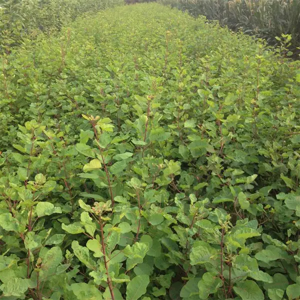 基地出售黄栌 杯苗绿化工程小苗成活率高根茎健壮行道风景绿化树