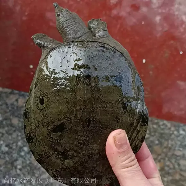 �ڻ������� ��ֳ�������� ӯ��ˮ�� ������ˮ��������Ӿ���