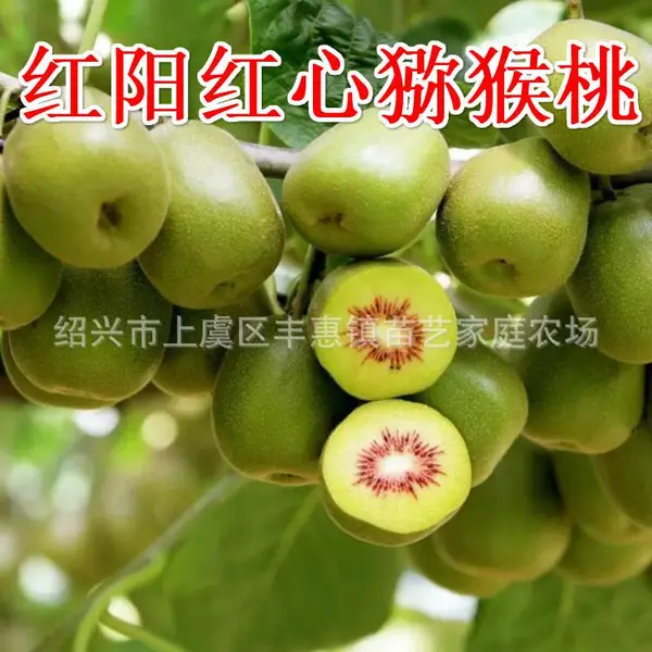 浙江上虞红心猕猴桃苗红阳东红蒲江金艳弥猴桃嫁接名贵水果树苗