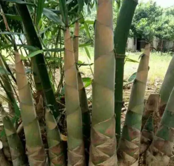 小北江盐渍笋丝好吃招人喜爱