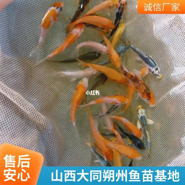 5-8公分锦鲤苗种 山西大同朔州观赏鱼苗锦鲤鱼苗养殖场直销