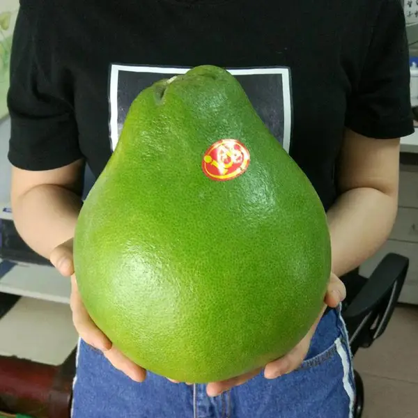 泰国红宝石青柚苗基地/泰国青皮红肉柚树苗价格