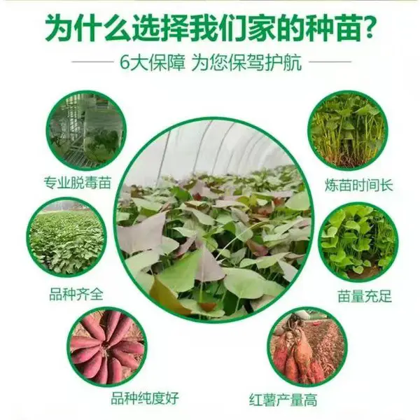澳顺脱毒红薯苗基地 脱毒地瓜苗品种齐全 豫薯868 济薯25 哈密 紫薯........