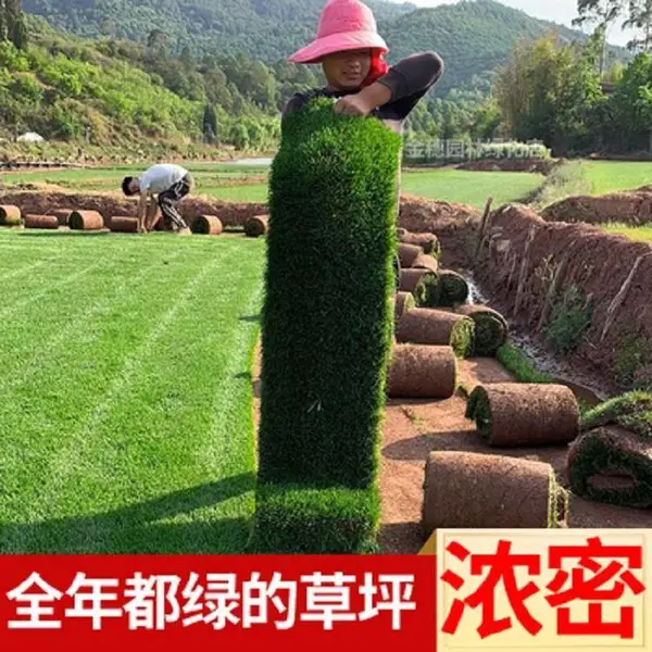 真草皮草坪带泥土地毯草台湾草别墅庭院花园带土绿化马尼拉草坪