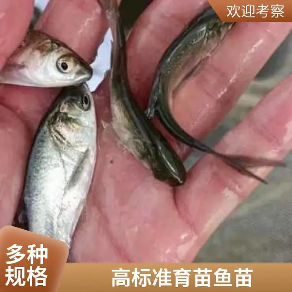 山西大同朔州黑鱼苗泥鳅鱼苗养殖场 有养殖基地 可现场参观考察