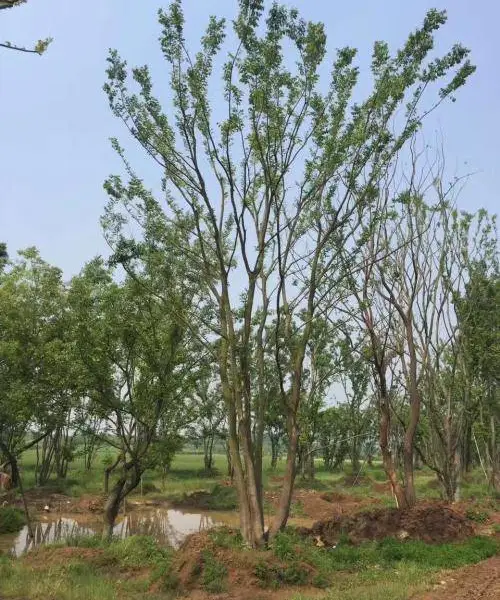 丛生乌桕价格,丛生乌桕树价格