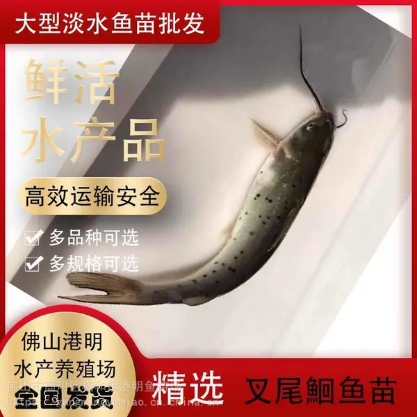 �������Ⱦ��ˮ��ֳ�������� ��β�t�������缼�� �����滮 ��������