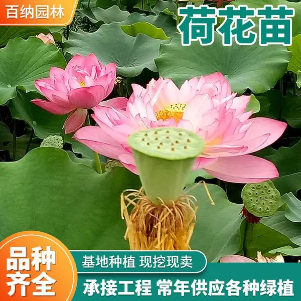 供应 耐寒荷花苗 荷花种苗 品种荷花 多色荷花苗 水生植物苗圃供应