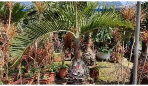 广州苗圃绿化批发树苗 大岗美琳花木场供应