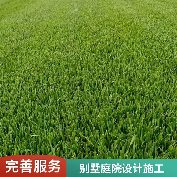 铺装批发高羊茅草坪庭院草坪铺装园林景观设计屋顶花园设计平谷