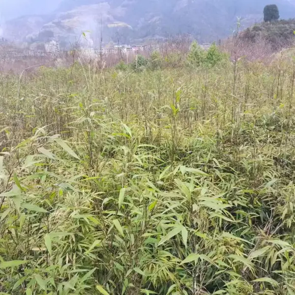 方竹苗,可以吃笋子的方竹苗,观赏竹苗,多年生方竹苗