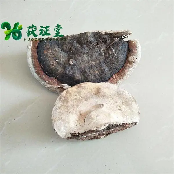 野红缘拟层孔的功效 红缘层孔菌个供应获证堂 中药大卖