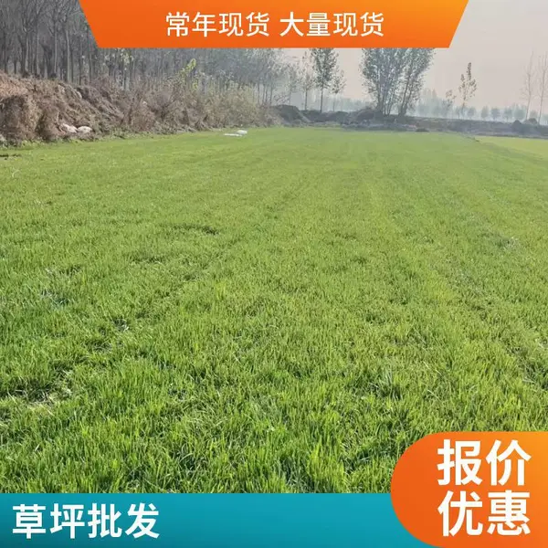 海淀混播草坪公园草坪铺装批发屋顶阳台绿化私家别墅花园设计