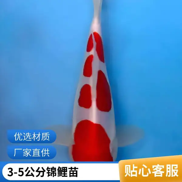大量供应锦鲤苗 山东潍坊本地观赏鱼苗锦鲤鱼苗养殖场 多规格