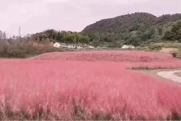 晓敏花卉粉黛乱子草批发,河北供应粉黛乱子草报价及图片