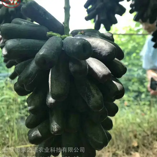 葡萄苗价格、紫甜无核葡萄苗、红提葡萄苗种植时间