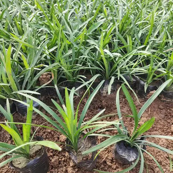兰花三七 道路观赏草花 沿阶草 工程花卉品种 绿化草花系列 春季花卉 园林绿化植物 市政工程绿化