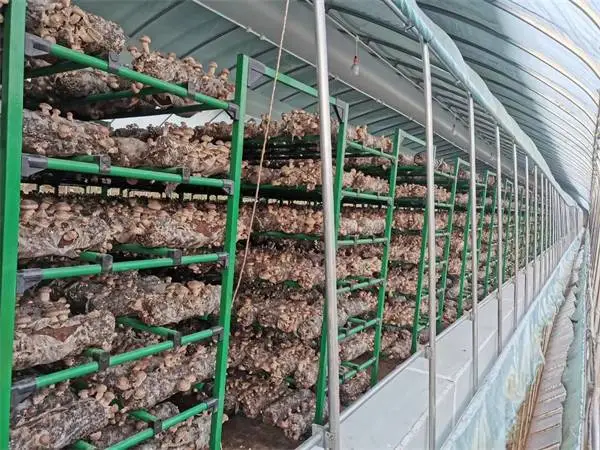 盛泰福牌-泰福钢塑管(推荐商家)