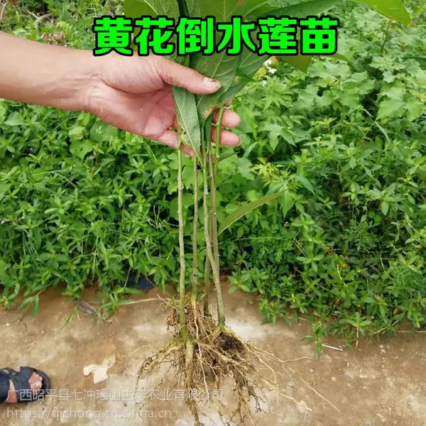 黄花倒水莲苗 黄花远志种苗 倒吊黄育苗基地
