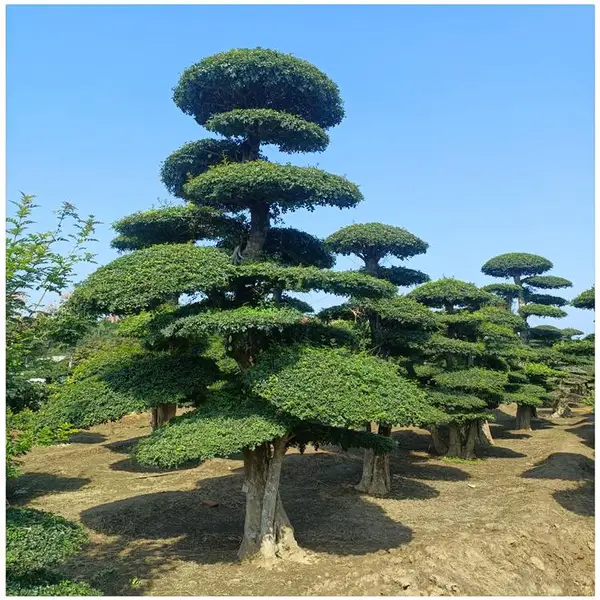 泰安润景苗木出售1.5米2米3米4米5米8米造型对节白蜡树 盆景造型白蜡树苗