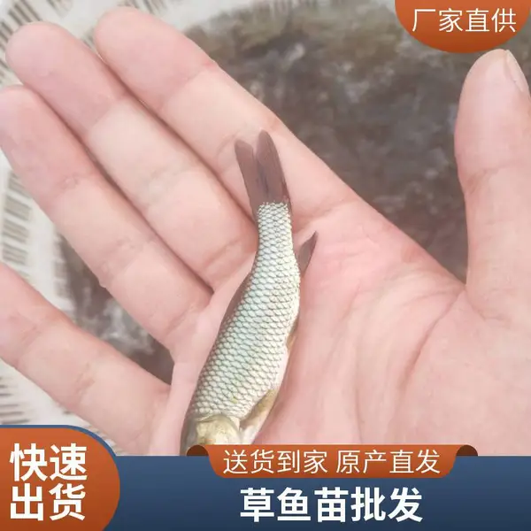 山东泰安草鱼苗鲤鱼鱼苗养殖基地10cm以上鱼苗湖泊放养