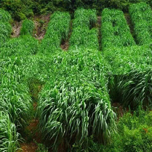 进口耐寒黑麦草子种多年生四季播种牧草种籽养殖猪牛羊鸡鸭鹅鱼草