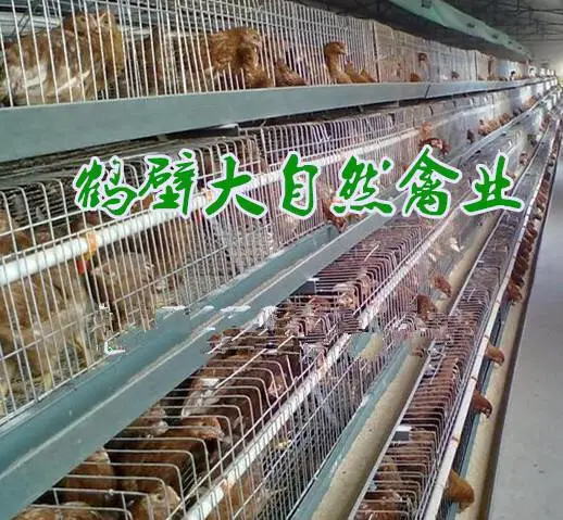 广东60天海兰灰青年鸡多钱一只?广西60日龄海兰褐青年鸡报价