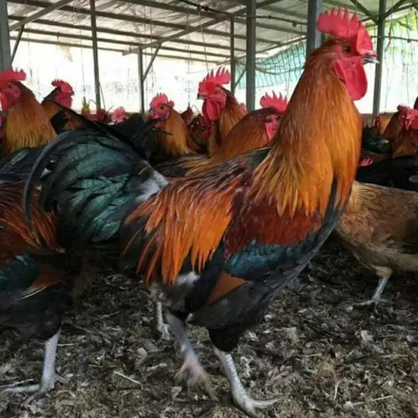 云南大黑瑶鸡苗批发 昆明大种黑瑶鸡苗养殖场 文山大量供应黑瑶鸡苗