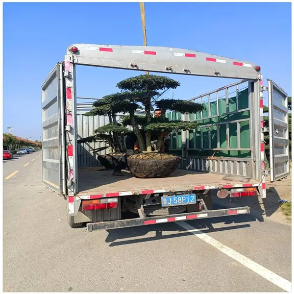 1.5米2米高对节白蜡树价格 景观苗木 造型对节白蜡树批发 润景苗木