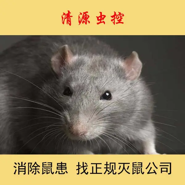 【清源虫控】常州泰州学生宿舍正规灭耗子安全高效
