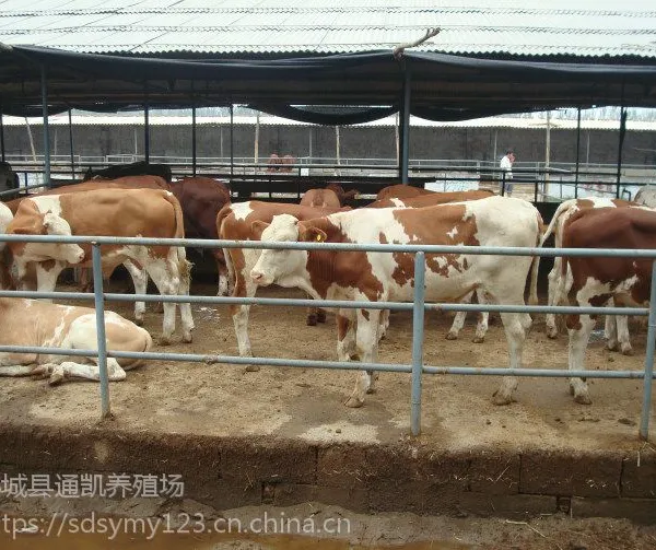 肉牛犊 鲁西黄牛 养牛场 广西大型肉牛交易市场 山东黄牛哪里有卖