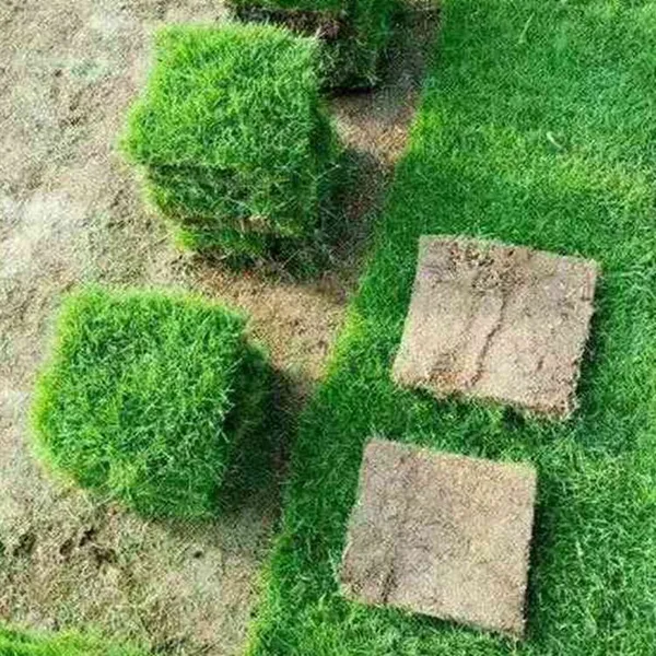 马尼拉草皮 贵州凯里体育场绿化用的优质草种出售价格 优惠促销