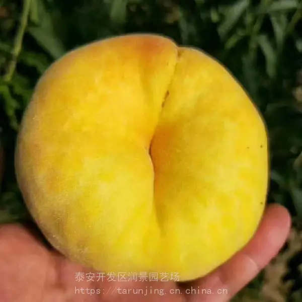 ��԰�ճ����۴�����������2�š�����4��������С��