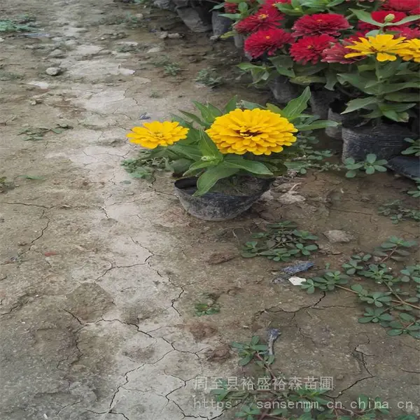 渭南出售夏季花海种子 退耕还林土地复绿 混播草坪种子