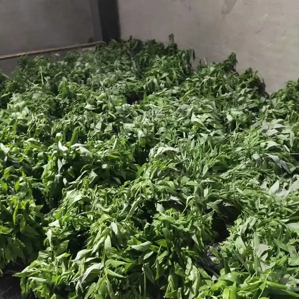 多花黄精种子种苗供应提供发票