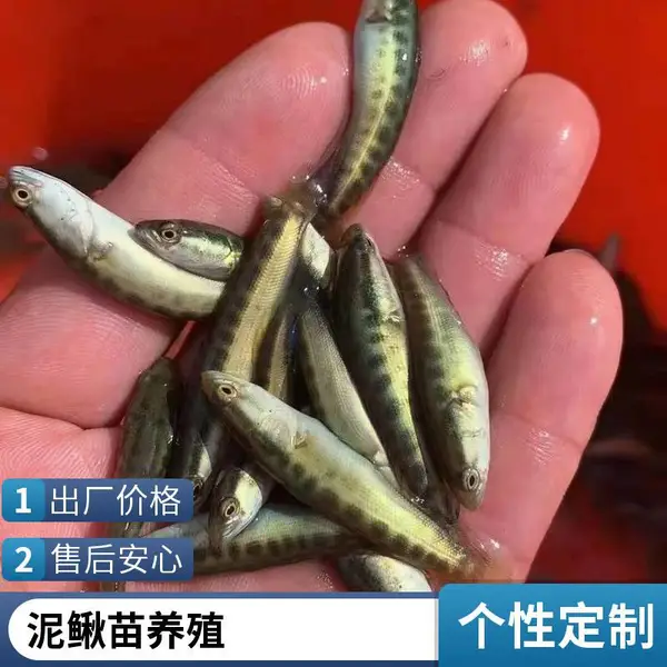 承接大型水库放苗工程 山东泰安本地黑鱼苗泥鳅鱼苗养殖场