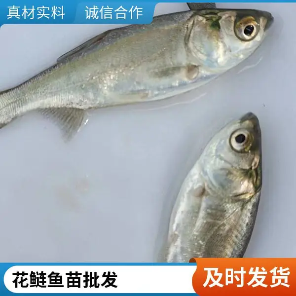 山东日照本地花鲢苗白鲢鱼苗养殖场供应花白鲢鱼种