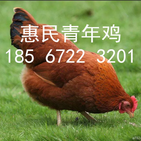 常年供应60天宁夏晓鸣青年鸡