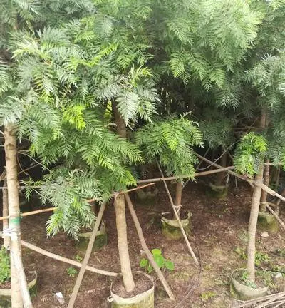 供应供银桦树(银橡树 抗污染)
