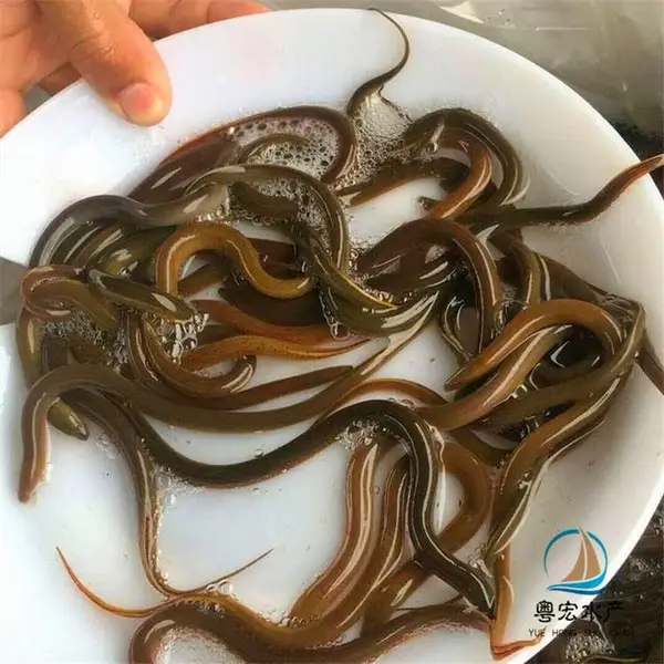 提高质量黄鳝鱼苗 帆布池鳝鱼苗 活体花鳝常温发货