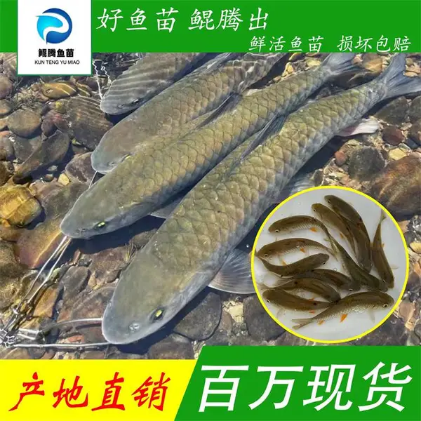 鲲腾水产 军鱼苗 倒刺鲃鱼苗 淡水养殖 鲜活水产 汽运空运保活