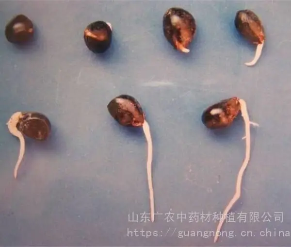 牡丹籽(干货)供应,菏泽牡丹种子,油用牡丹籽