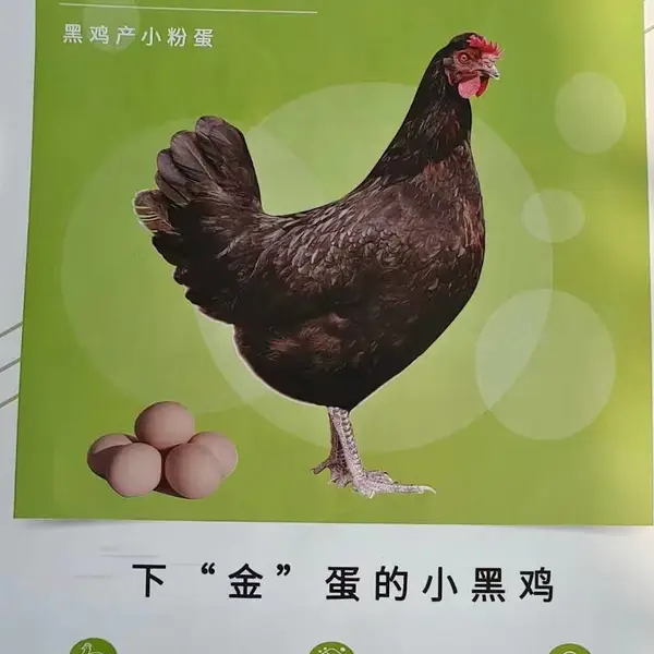 峪口禽业京粉8号青年鸡 京粉八号俗称黑凤青年鸡 京粉8号蛋鸡黑鸡产粉壳蛋