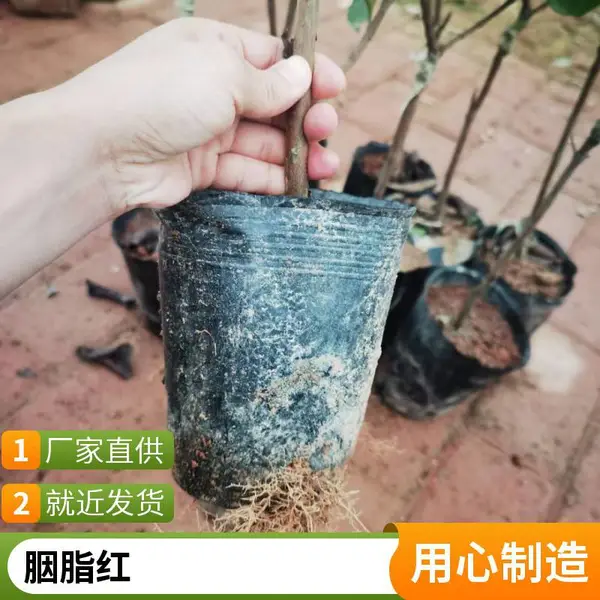 番石榴苗 西瓜芭乐苗 红宝石芭乐树苗 珍珠番石榴苗 紫肉芭乐果苗