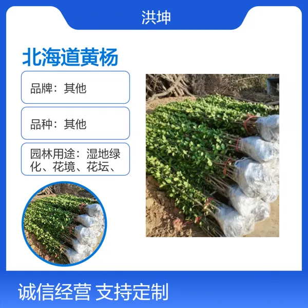 北 海道黄杨 常绿 庭院绿篱植物 露地栽培观赏佳品 篱笆用 黄杨苗