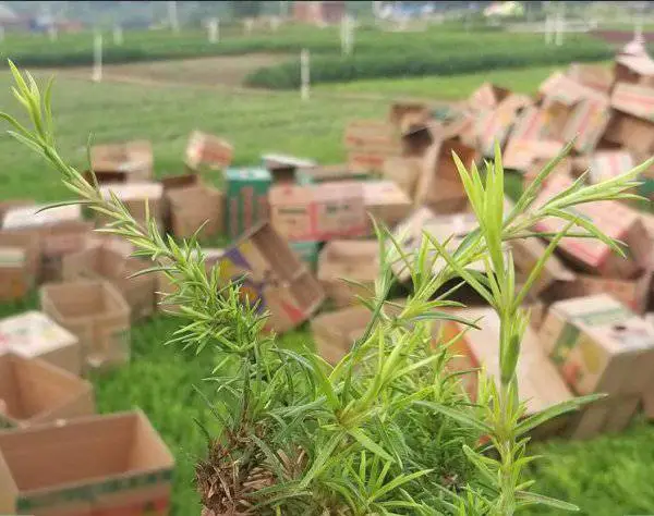 山东丛生福禄考种植基地,福禄考工程苗有芝樱花海